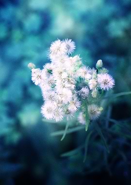 la fragilité des rêves