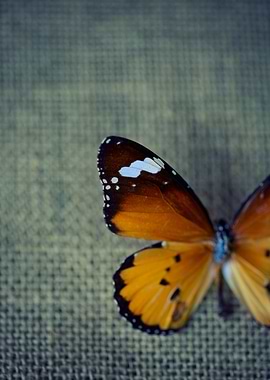 Close up of butterfly