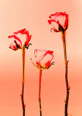 Three pretty pink roses by Clare Bevan Photography.