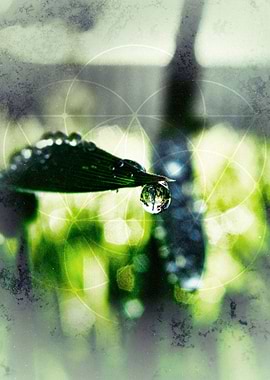 green nature, raindrop reflection. sacred geometry