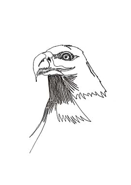 Bald Eagle, with one line. Line begins in the eye and e ...