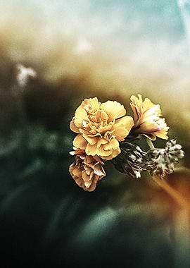 The tale of a warm winter day