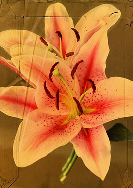 Beautiful vintage Stargazer floral art and photography ...