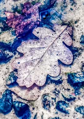 Oak Leaf Under Water