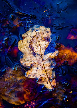 Oak Leaf Frozen In Ice 2