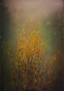 Color photograph, 'Vintage flowering broom'.