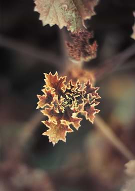 autumn the beauty of colour