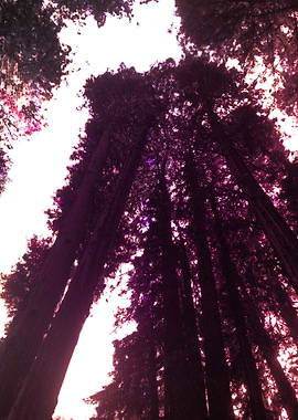 Sequoia sempervirens