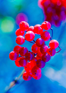 Red Viburnum Berries