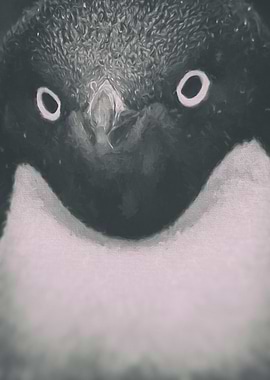 Adelie Penguin