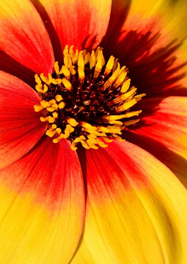 red and yellow flower