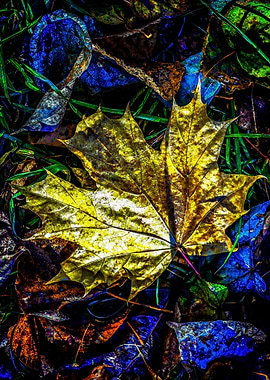 Autumn Morning Frost