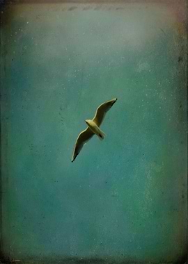 Vintage Color Photograph