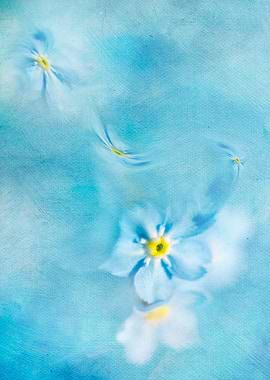 Forget Me Not