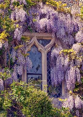 Wisteria