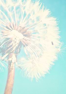 Soft White Dandelion on Aqua Blue background