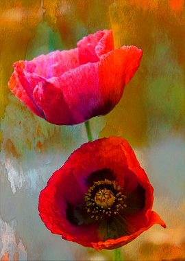 A mixed media art and photography piece of red poppies ...