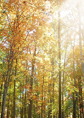 Ethereal Sun light shining through Autumn Colored Trees ...