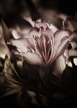 Beautiful antique style photography of the gorgeous flo ...