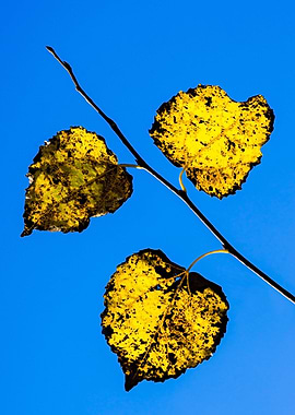 Study Of Autumn Generosity