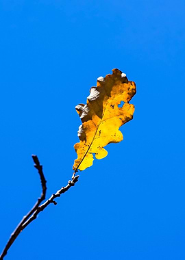 Study Of Autumn - Fire