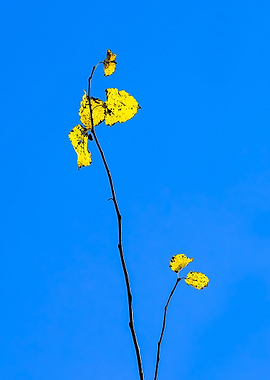 Study Of Autumn - Grace