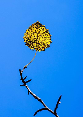 Study Of Autumn - The Lamp