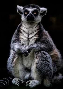 Ring Tailed Lemur