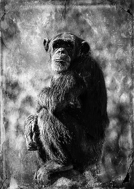 Mixed media art and photography piece of a chimpanzee ...