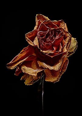 Decay Rose III