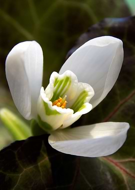Snowdrop