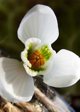 Snowdrop