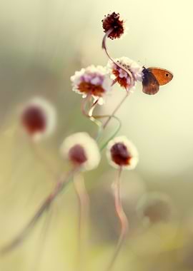 Pastel impression with orange butterfly