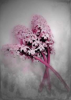 Textured pink hyacinths in springtime by Clare Bevan P ...