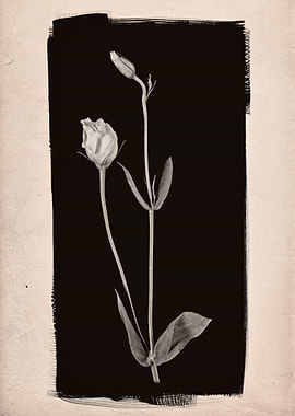 A studio still life photographic study of two Lisianthu ...