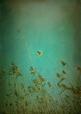 Color photograph taken in Delta del LLobregat in Barcel ...