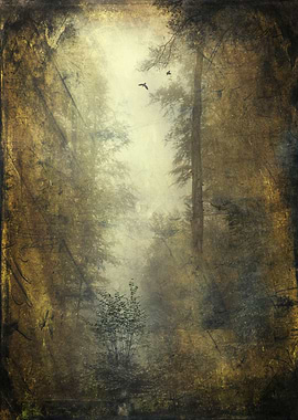 Let's Pretend We're Alone Moody and misty forest scener ...