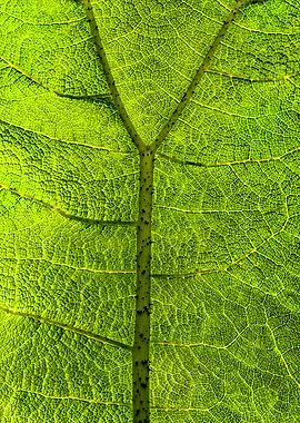 Leaf Patterns