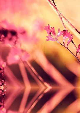 PINK SPANGLES no9-B. One part of my conceptual photoart ...