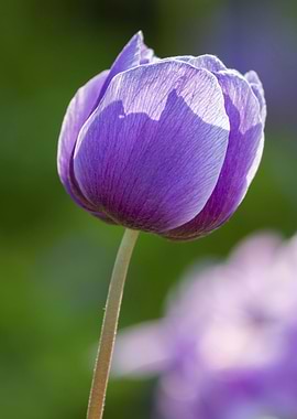 anemone coronaria in the garden