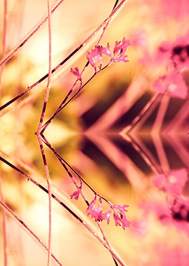 PINK SPANGLES no9-A. One part of my conceptual photoart ...