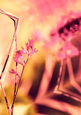 PINK SPANGLES no9-D. One part of my conceptual photoart ...