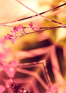 PINK SPANGLES no9-F. One part of my conceptual photoart ...