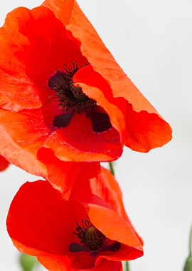 poppies in the garden