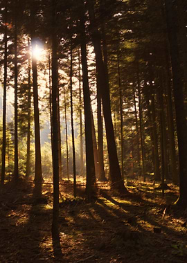 A painted atmospheric scene in the forest