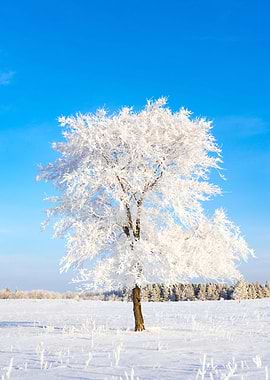Hoar Frost