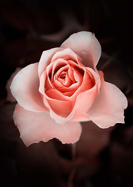 Pink pastel rose