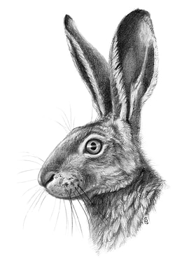 Hare profile G138,graphite drawing by Svetlana Ledneva- ...