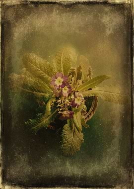 Vintage Color photograph 'Little Winter Flower'