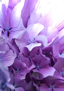 hydrangea in the garden
